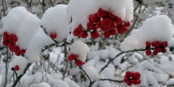 Oh the weather outside is frightful, but plants are still delightful!