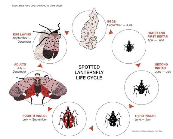 Spotted Lanternfly Life Cycle