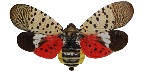 Adult Spotted Lanternfly