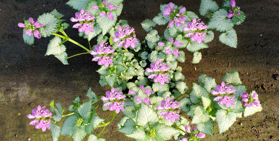 Lamium - Duplicate Flowers