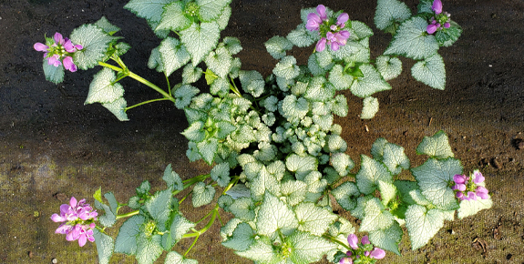 Lamium Original