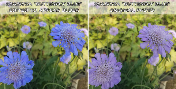 Scabiosa 'Butterfly Blue' edited