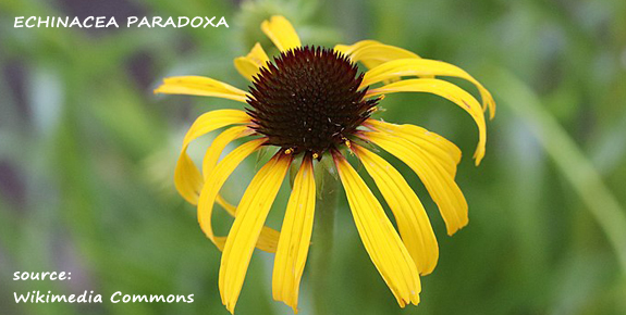 Echinacea paradoxa