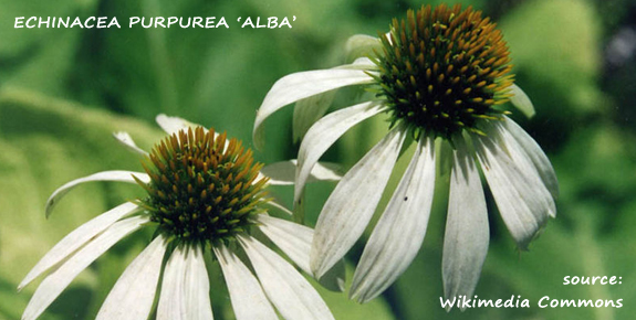 Echinacea purpurea 'Alba'