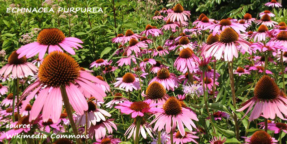 Echinacea purpurea