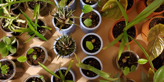 Baby Plants