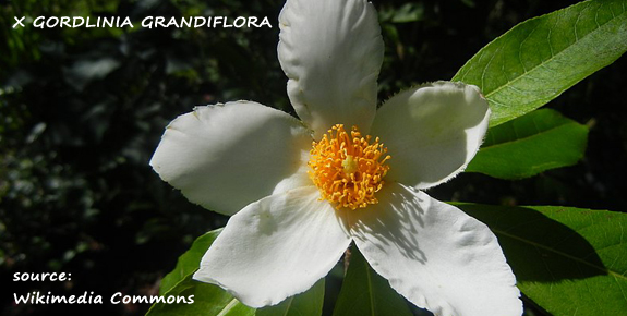 X Gordlinia grandiflora