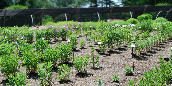 Mt Cuba Trial Gardens