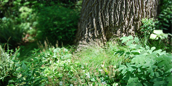Mt Cuba Tree Base Planting