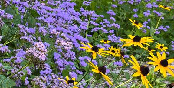 Complimentary yellow and purple